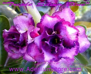 (image for) Adenium Obesum 'Triple Silver Blue' 5 Seeds - Click Image to Close
